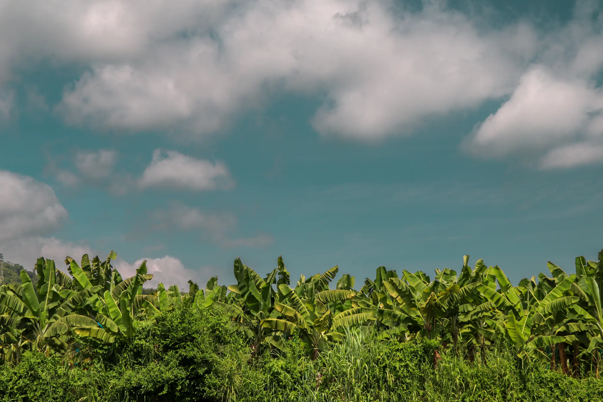 drones en el cultivo de banano